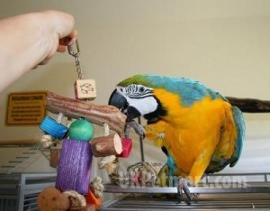 Two beautiful Talking Blue and Gold Macaw Parrots for free adoption