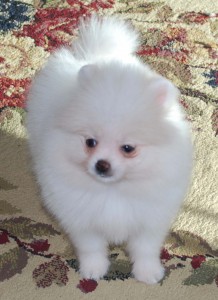 outstanding Pomeranian  puppies for good and caring homes.