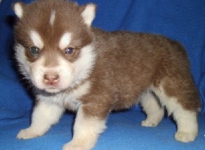 Beautiful Siberian husky puppies for adoption