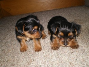 Cute Teacup Yorkie Puppies