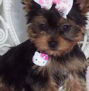 gorgeous teacup yorkie puppies for adoption