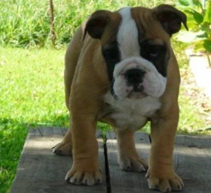 Male and Female English Bulldog puppies for sale