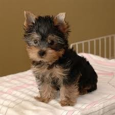 yorky puppy  ready to go