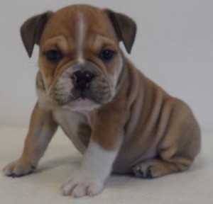 12 Weeks English Bulldog puppies available