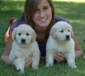 Intelligent and playful Golden etriever puppies for lovely family