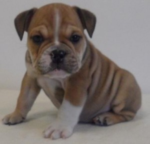 Lovely english bulldog puppies available to go now
