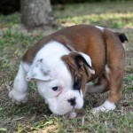 Friendly English bulldog puppies for adoption