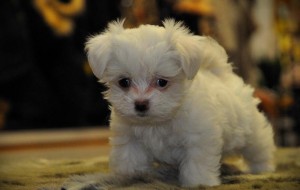 Teacup Maltese male and female Maltese puppies