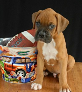 Akc Black Masked Boxer Pups For Sale