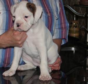 Are You Looking For A Lovely Companion, !!! (Brindle/White) Boxer Puppies Available Now!!!!