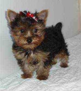 Potty Trained Teacup Yorkie Puppies Available For Adoption