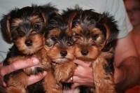 Princess, Tiny Teacup Yorkie puppies. UNCONDITIONAL LOVE, PRICELESS!!!
