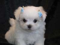 male and female AKC lovely maltese puppy for free adoptiom