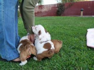 FREE English Bulldog Puppies for your Homes