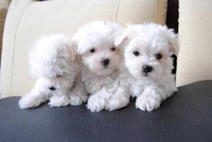ADORABLE MALTESE PUPPIES