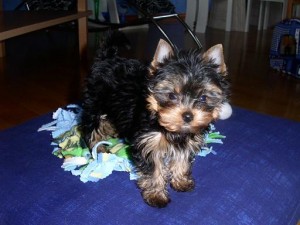 Male and Female Tea cup Yorkie Puppies