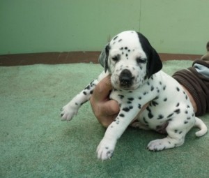 Kc Beautiful Dalmatian Puppies