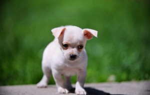 WOO Good Looking  chihuahua Puppies For Adoption