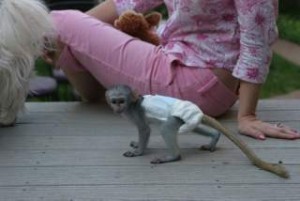 good pure home raised Capuchin monkey available contact us