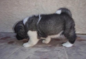 Pretty Gorgeous Akita Pups Ready