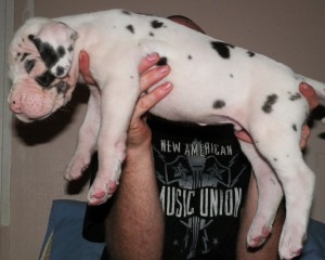 Pretty Gorgeous Great Dane Pups Ready..