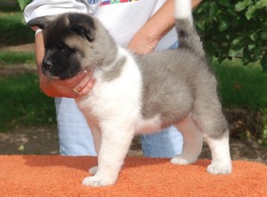 Gorgeous Akita Pups Ready