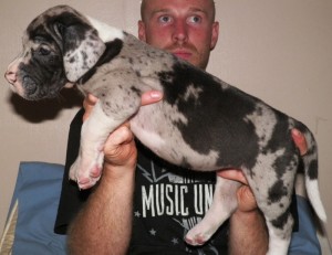 Trained Great Dane Pups For Sale