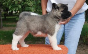 Little akita puppies for sale