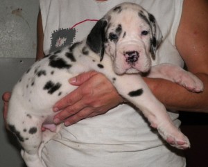 Toilet trained great dane pups for sale
