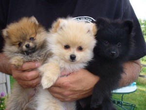 Lovely Tea-Cup Pomeranian Puppies....$125