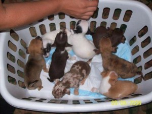 ~~Registered chihuahua puppies for adoption~~
