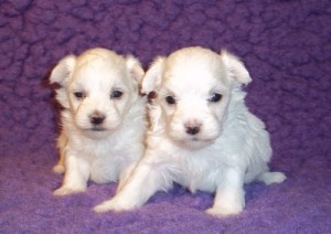 Well Trained Teacup Maltese male and female  puppies