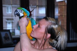 Tamed Hyacinth Macaw Parrots ready for any good homeTamed Hyacinth Macaw Parrots ready for any good home