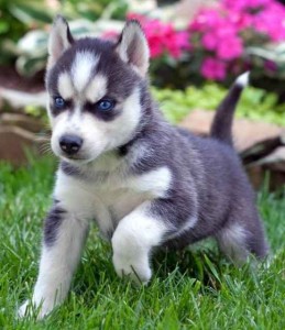 Awesome Akc Blue Eyes Siberian Husky Pups for adoption