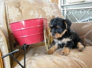 Yorkshire Terrier Puppies for Adoption