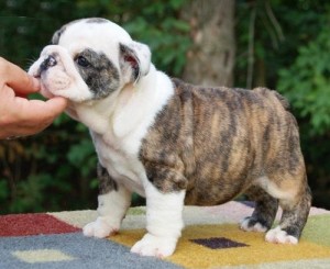 Top quality English bulldog puppies