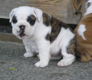 Awesome English bulldog puppies for sale