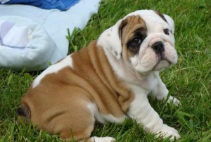 Excellent English bulldog puppies