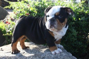 Registered English bulldog puppies