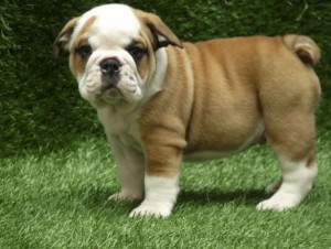 GET YOU MALE AND FEMALE X-MAS ENGLISH BULLDOG PUPPIES FPR JUST $200 EACH
