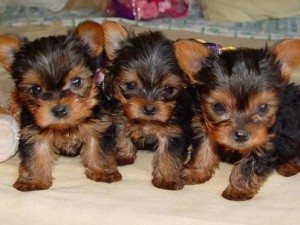 sweet triplets yorkshire terrier teacup puppies for sale