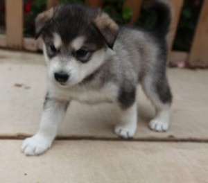 100 sure Alaskan Malamute puppies,