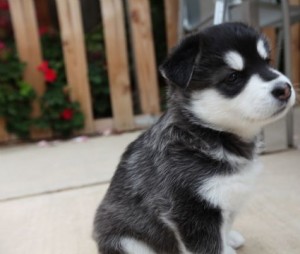 Akaskan Malamute puppies now six weeks old.