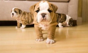 Handsome, crazy  and playful english bulldog puppies