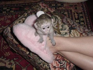 Beautiful registered baby face Capuchin monkey available