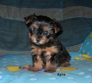 Little sweetheart Yorkie Puppy