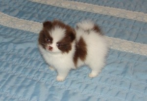 Ready pomeranian pups  for your new home