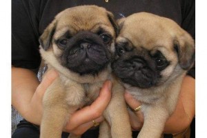 male and female pug puppies for adoption into a new home