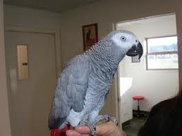 Hand Raised African Grey Parrots