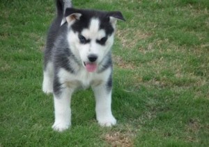 cute and adorable Beautiful AKC Siberian Husky Puppies for X-mass